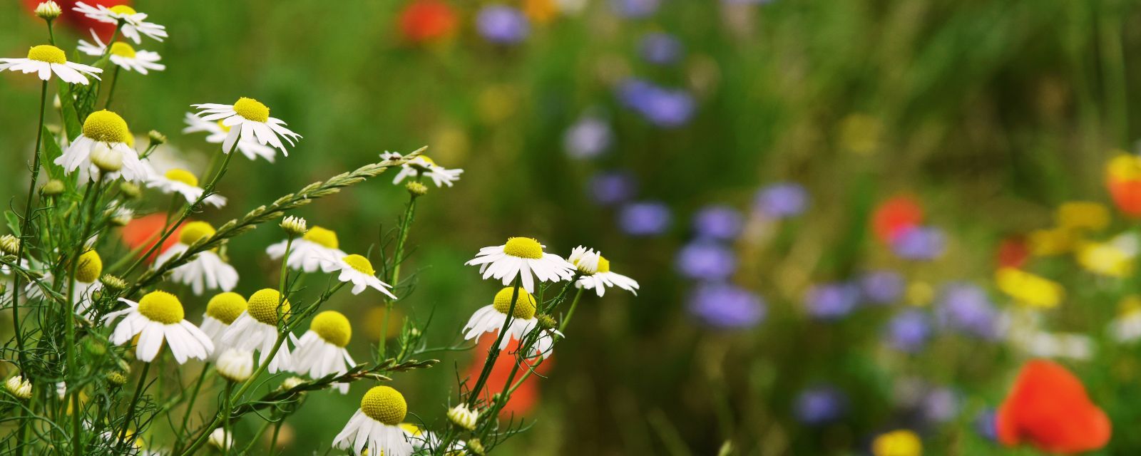 Festa di primavera in Cascina
