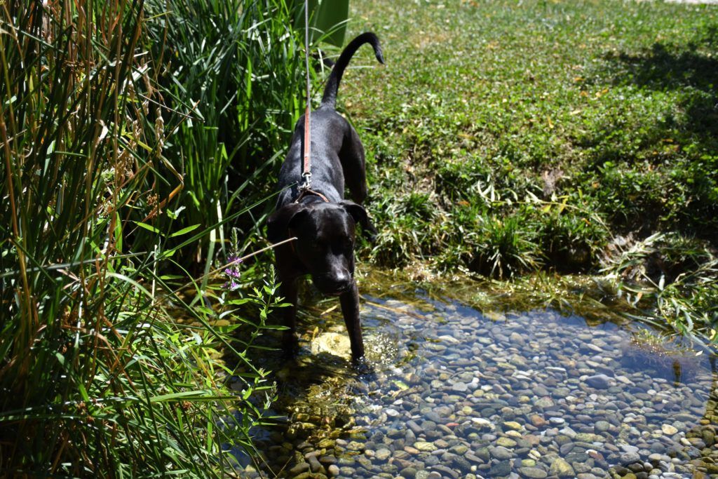 Area cani ad UPTOWN Milano