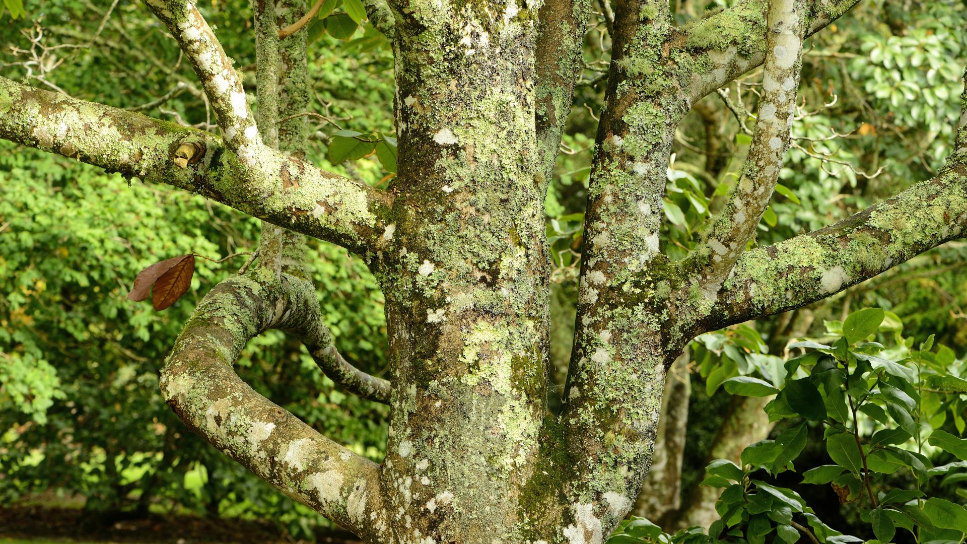 Tronco della pianta con licheni