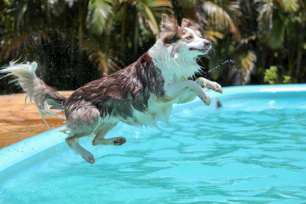 piscina per cani